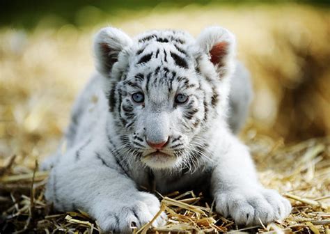 White Tiger Cubs Wallpapers Images Photos Pictures Backgrounds