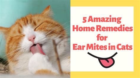 Natural Remedies For Ear Mites In Cats - PetsWall