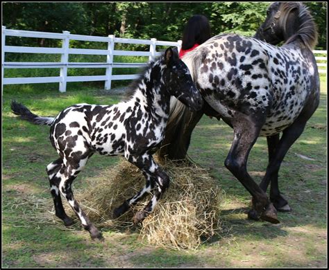 Unusual horse, Appaloosa horses, Most beautiful horses