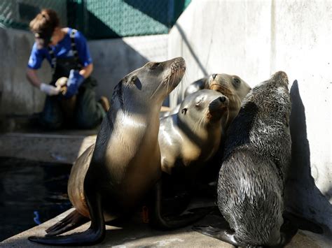 Hundreds of Sick Sea Lion Pups Wash Ashore