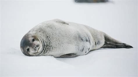 Seals of the Antarctic Peninsula | Poseidon Expeditions