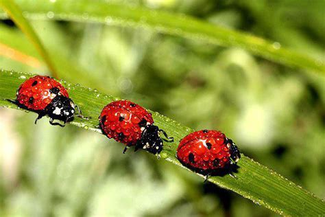 lady bugs - Ladybugs Photo (32773963) - Fanpop