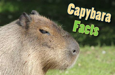 Capybara Facts, Information, Pictures & Video