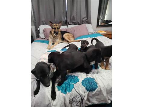 8 weeks old German Sheprador puppies Akron - Puppies for Sale Near Me