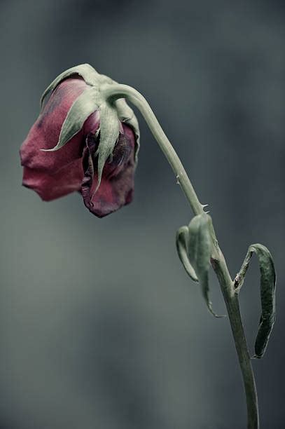 Wilted Rose Pictures, Images and Stock Photos - iStock