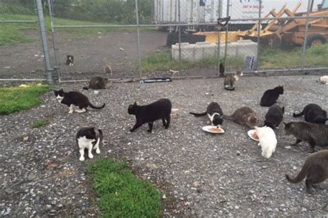 Campaign to Replace Burned Cat Shelters Reaches $22K