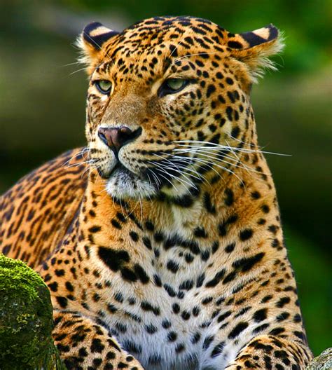 Sri Lankan Leopard | Beauteous Sri Lanka