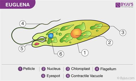 Euglena: Structure, Diagram, Characteristics, Classification