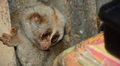 SLOW 2018: Bengal Slow Loris Conservation in Bangladesh - Little ...