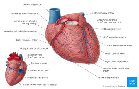 Abnormal left coronal artery: Case and images | Kenhub