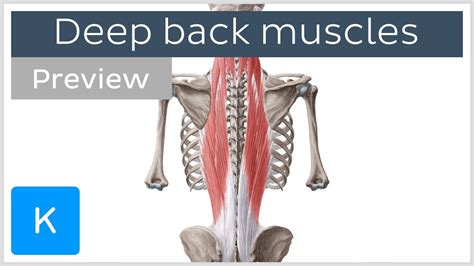 Back Muscles Anatomy - Anatomy Of Male Muscular System Back View Poster ...