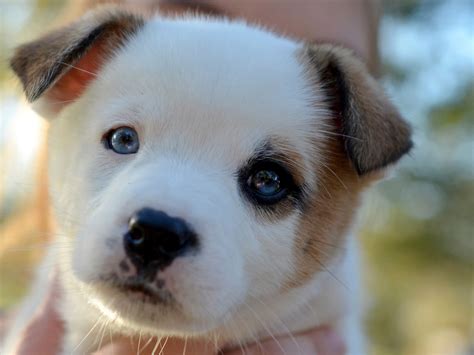 Wallpaper Cute puppy look at you, face, hazy 3840x2160 UHD 4K Picture ...