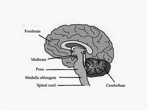 Medulla oblongata – Lancaster Glossary of Child Development