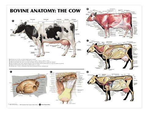 Image result for anatomy of cows for the artist | Large animal vet, Pet ...