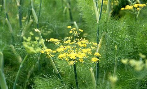 Adas (Foeniculum vulgare Mill)