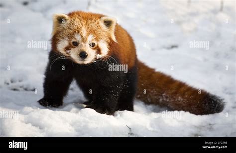 Red panda in the snow Stock Photo - Alamy