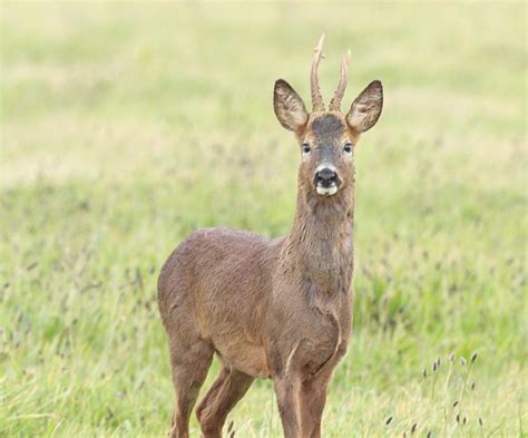 Roe Deer - Coniferous Forest