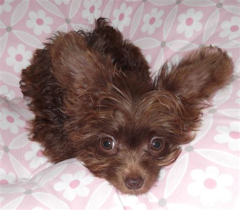 Teacup Chihuahua Poodle Mix Puppies For Sale - Pets Lovers