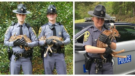 Virginia State Police rescue three fawns after car hits, kills their mom