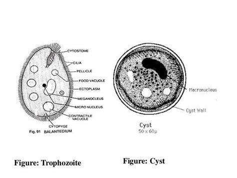 Balantidium Coli Morphology