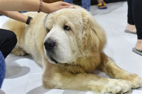 12 Tibetan Mastiff Colors That Will Definitely Break The Bank