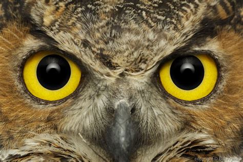 great horned owl face