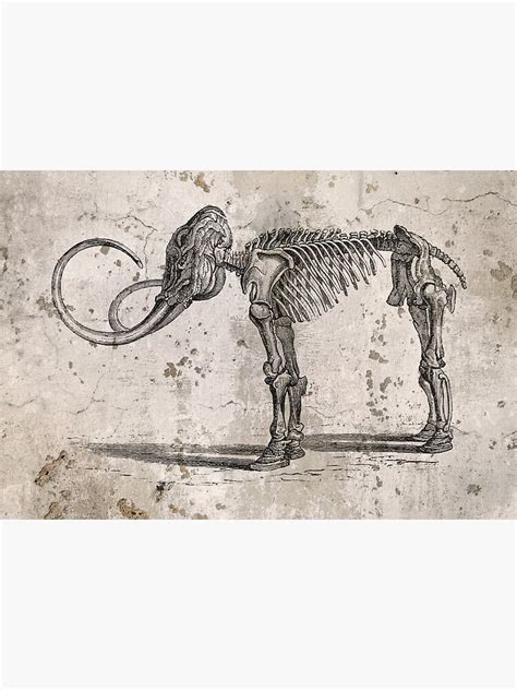 "Mammoth Skeleton" Art Print for Sale by koping | Redbubble