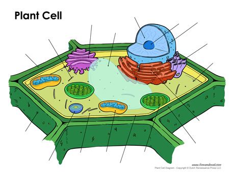 Printable Plant Cell Diagram – Labeled, Unlabeled, and Blank