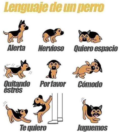 El lenguaje corporal de los perros: aprender comunicación canina