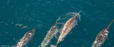 Are Narwhals Endangered? Here Are Some Facts