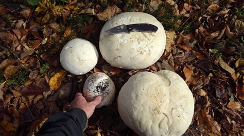 160 best Giant Puffball images on Pholder | Mycology, Foraging and ...