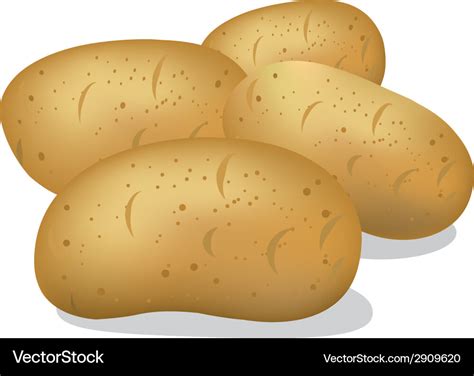 Raw potato Royalty Free Vector Image - VectorStock