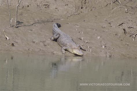 Sundarbans is the only forest which remains opened all throughout the ...