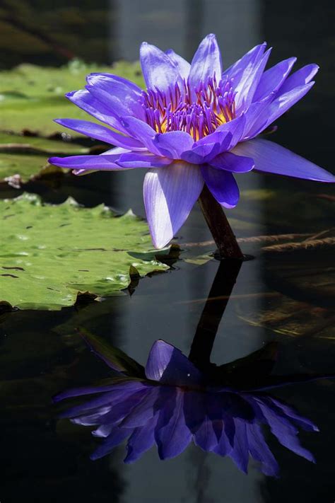 Victoria Water Lily 2 Photograph by Sharon Goldsboro | Pixels