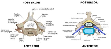 8.5.3: Cervical Vertebrae - Biology LibreTexts