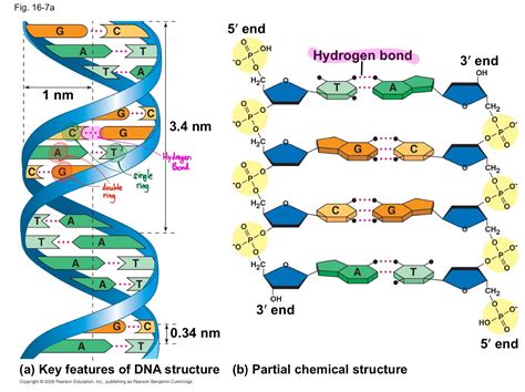 Label The Dna Diagram Label The Dna Molecule. Diagram