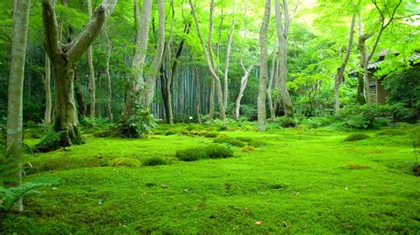 Beautiful Green Grass Covered Forest With Leafed Trees During Daytime ...