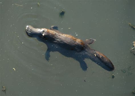 File:Platypus BrokenRiver QLD Australia.jpg - Wikimedia Commons