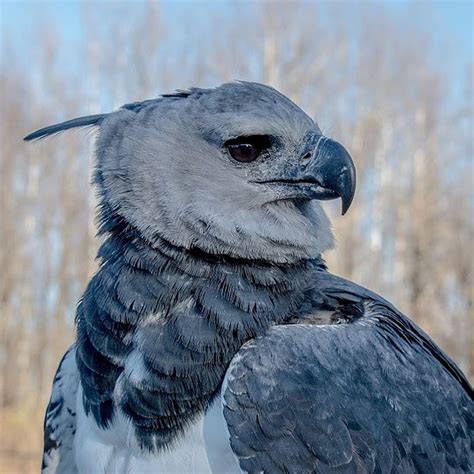 Harpy Eagle - Alejandro - World Bird Sanctuary