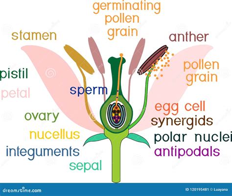 Angiosperm Flower Morphology Vector Illustration | CartoonDealer.com ...