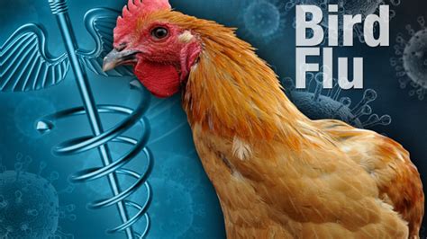 Philippines officially bird flu again by yearend – The Philippine ...