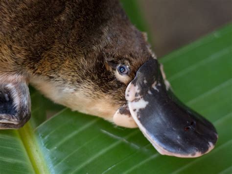 Mammals | Lone Pine Koala Sanctuary