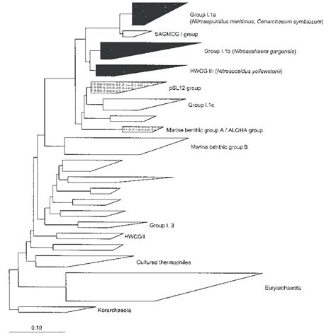 Phylogenetic tree of Crenarchaeota based on 16S rRNA sequences (more ...