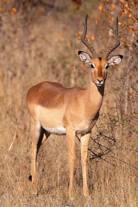 Impala antelope stock photo. Image of herbivore, national - 20532852