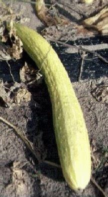 TheArmenianKitchen.com All About Armenian Food: Armenian Cucumbers: a ...