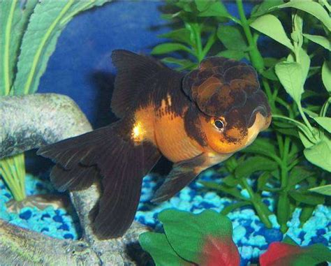 Photo #27 - Goldfish, Red And Black Oranda