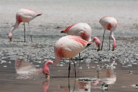 James’s Flamingo Feeding | Flamingo Facts and Information