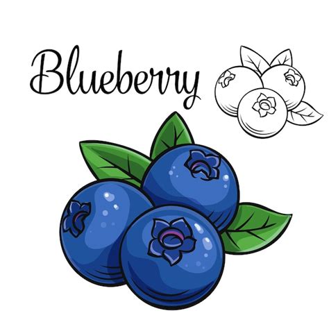 Premium Vector | Blueberry drawing icon