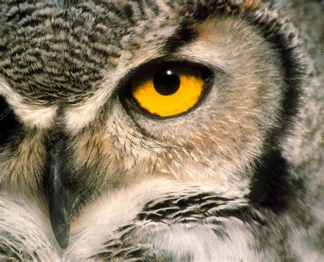 Great horned owl eye - Stock Image - Z836/0042 - Science Photo Library