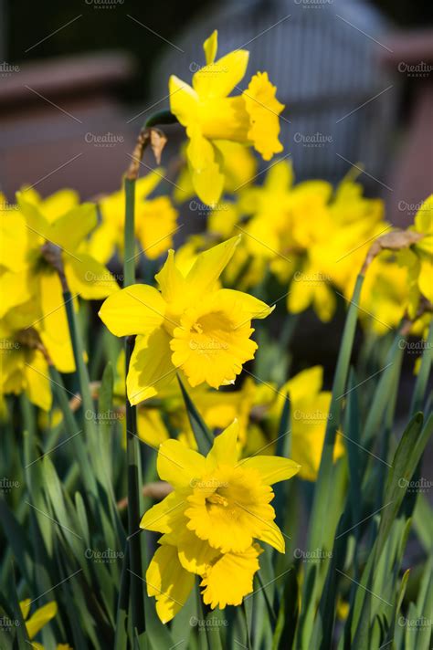 Yellow daffodil flowers in the garden ~ Nature Photos ~ Creative Market